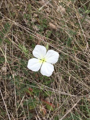 Oenothera tetraptera