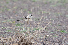 Lanius excubitor pallidirostris