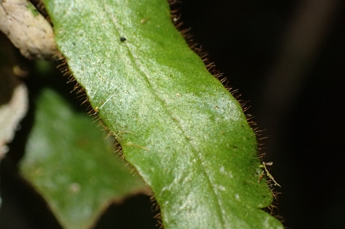 Image of Notogrammitis pseudociliata by (c) Oscar Dove, some rights reserved (CC BY)