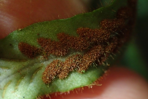 Image of Notogrammitis pseudociliata by (c) Oscar Dove, some rights reserved (CC BY)
