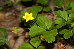 Waldsteinia ternata