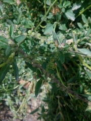 Astylus vittaticollis