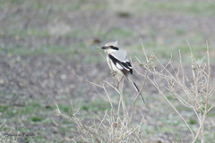 Lanius excubitor pallidirostris
