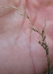Poa thomasii