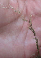 Poa thomasii