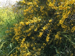 Acacia saligna