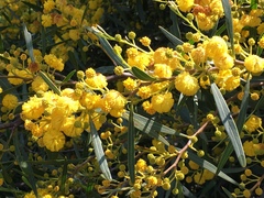 Acacia saligna