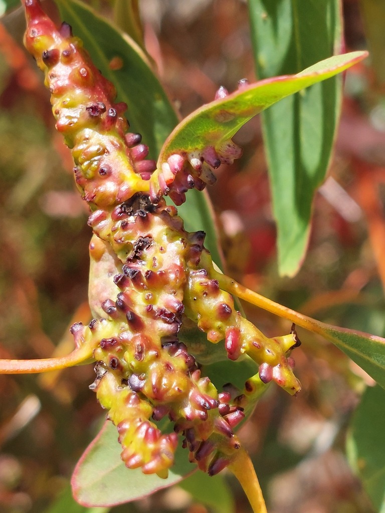 Maskellia globosa