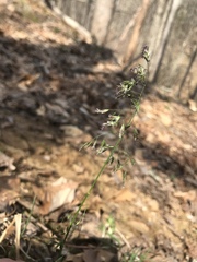 Poa cuspidata