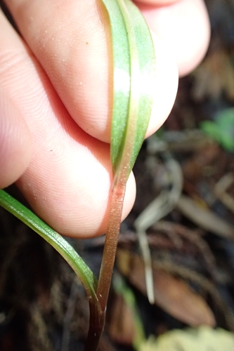 Image of Pterostylis agathicola by (c) Oscar Dove, some rights reserved (CC BY)