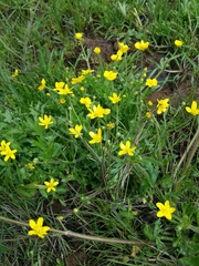 Ranunculus canus canus