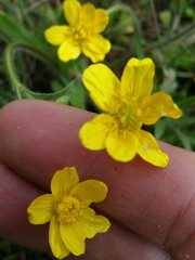 Ranunculus canus canus