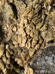 Phragmatopoma caudata