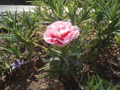 Dianthus caryophyllus