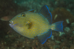 Pseudobalistes fuscus