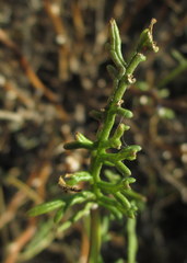 Senecio lyonii