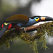 Plate-billed Mountain-Toucan - Photo (c) Josh Vandermeulen, some rights reserved (CC BY-NC-ND)
