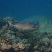 Humpnose Unicornfish - Photo (c) Claire Goiran, some rights reserved (CC BY-NC), uploaded by Claire Goiran