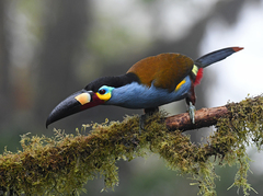 Andigena laminirostris