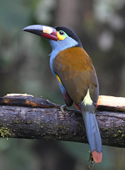 Andigena laminirostris