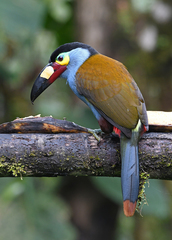 Andigena laminirostris