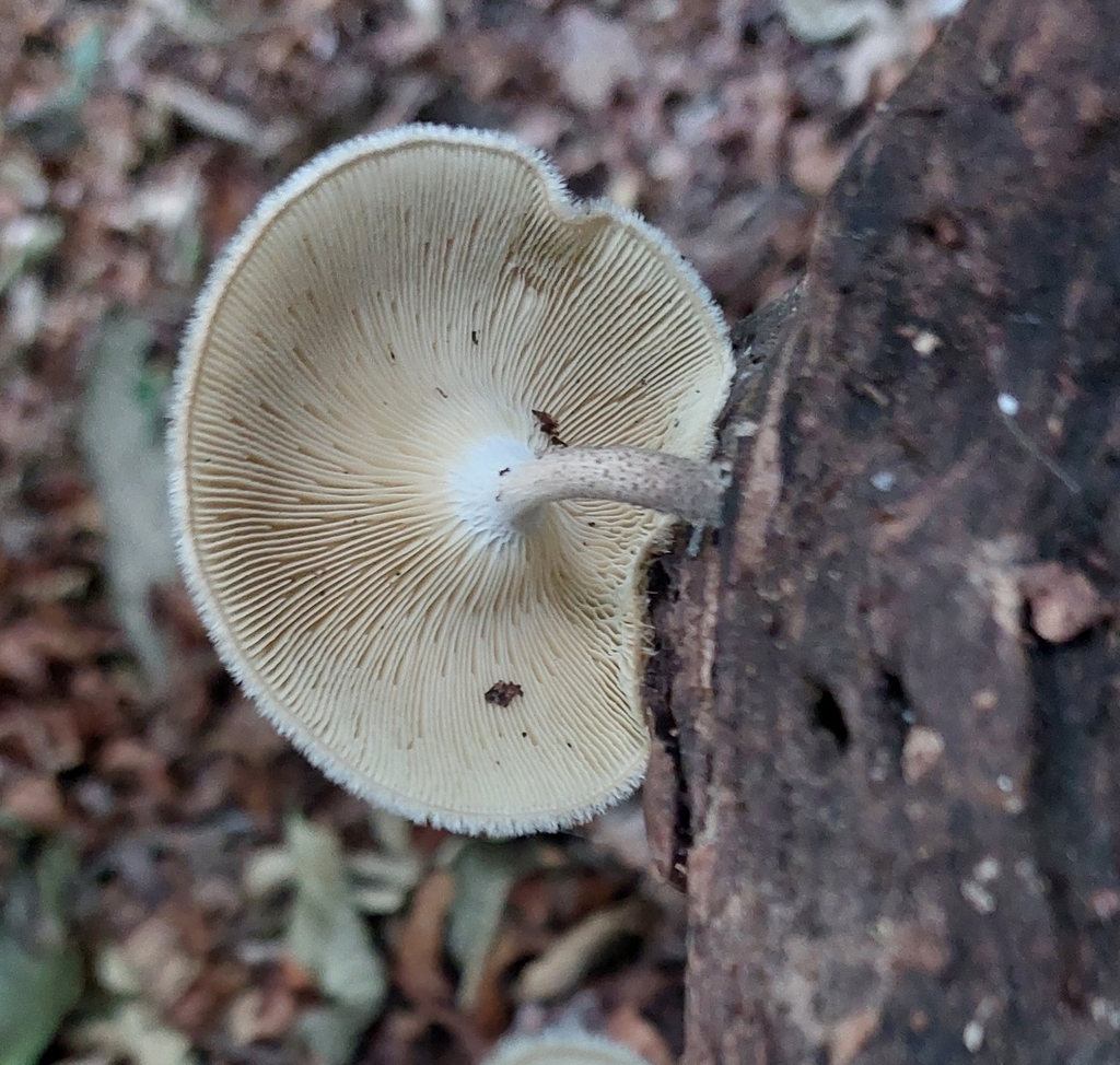 Lentinus crinitus · December 2023 · photo: © chelina_batista (iNaturalist, cc-by)