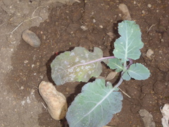 Brassica oleracea italica