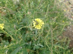 Astylus vittaticollis