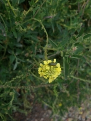 Astylus vittaticollis