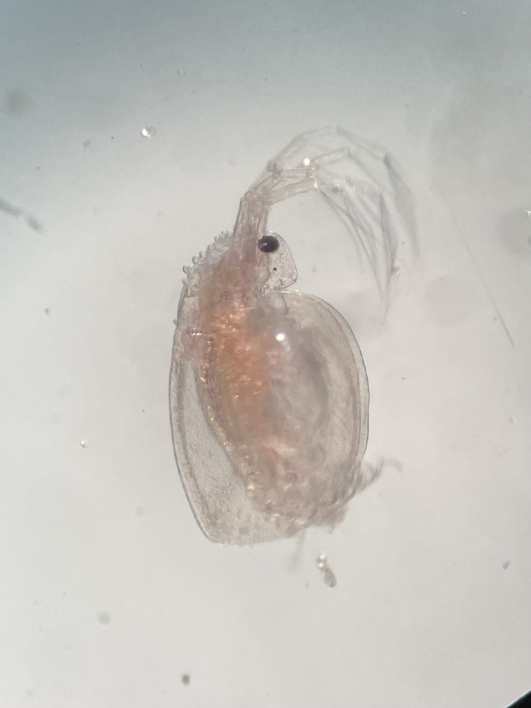 Daphnia ephemeralis