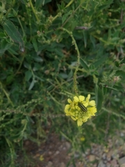 Astylus vittaticollis