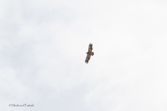 Aquila heliaca