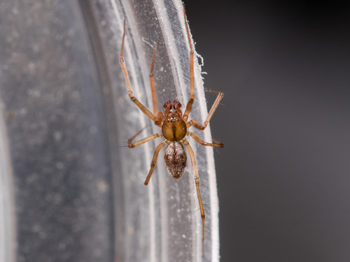 Bolephthyphantes indexoides