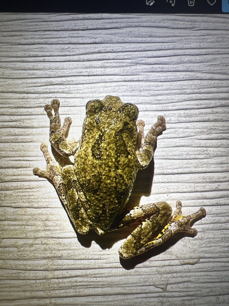 Gray Treefrog Species Complex from Petersburg, IL, US on July 8, 2023 ...