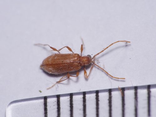 White-marked Spider-beetle photo 3