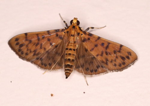 Conogethes pluto (Butler, 1887)