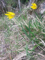 Tulipa sylvestris australis