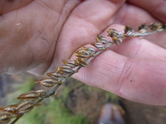 Eriospermum lanceifolium
