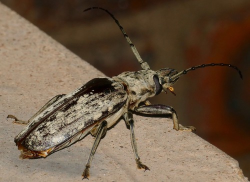Giant Longhorn photo 2