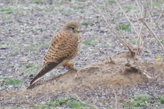 Falco tinnunculus
