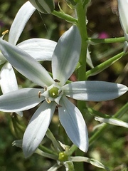 Ornithogalum narbonense