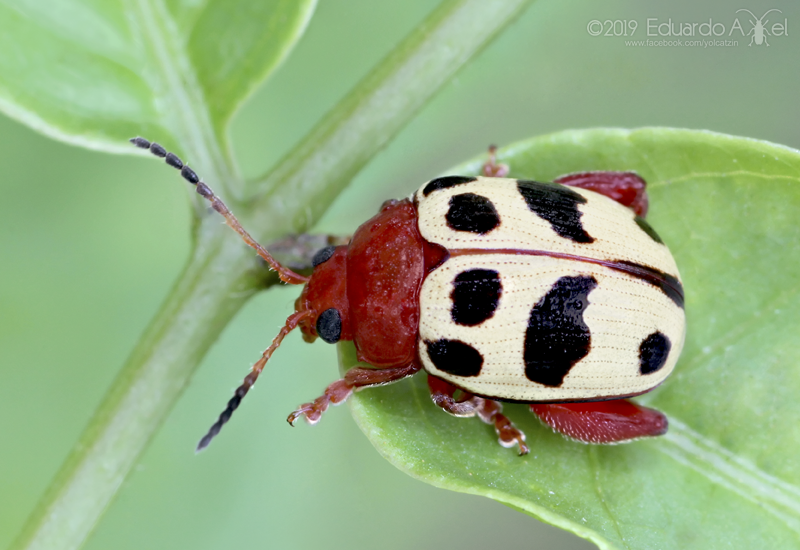 Notozona