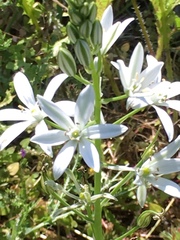 Ornithogalum narbonense