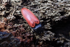 Ampedus cinnaberinus