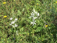 Ornithogalum narbonense