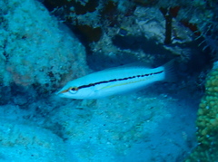 Kiribati Coris photo 2