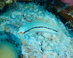 Kiribati Coris photo 1