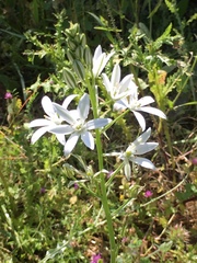 Ornithogalum narbonense