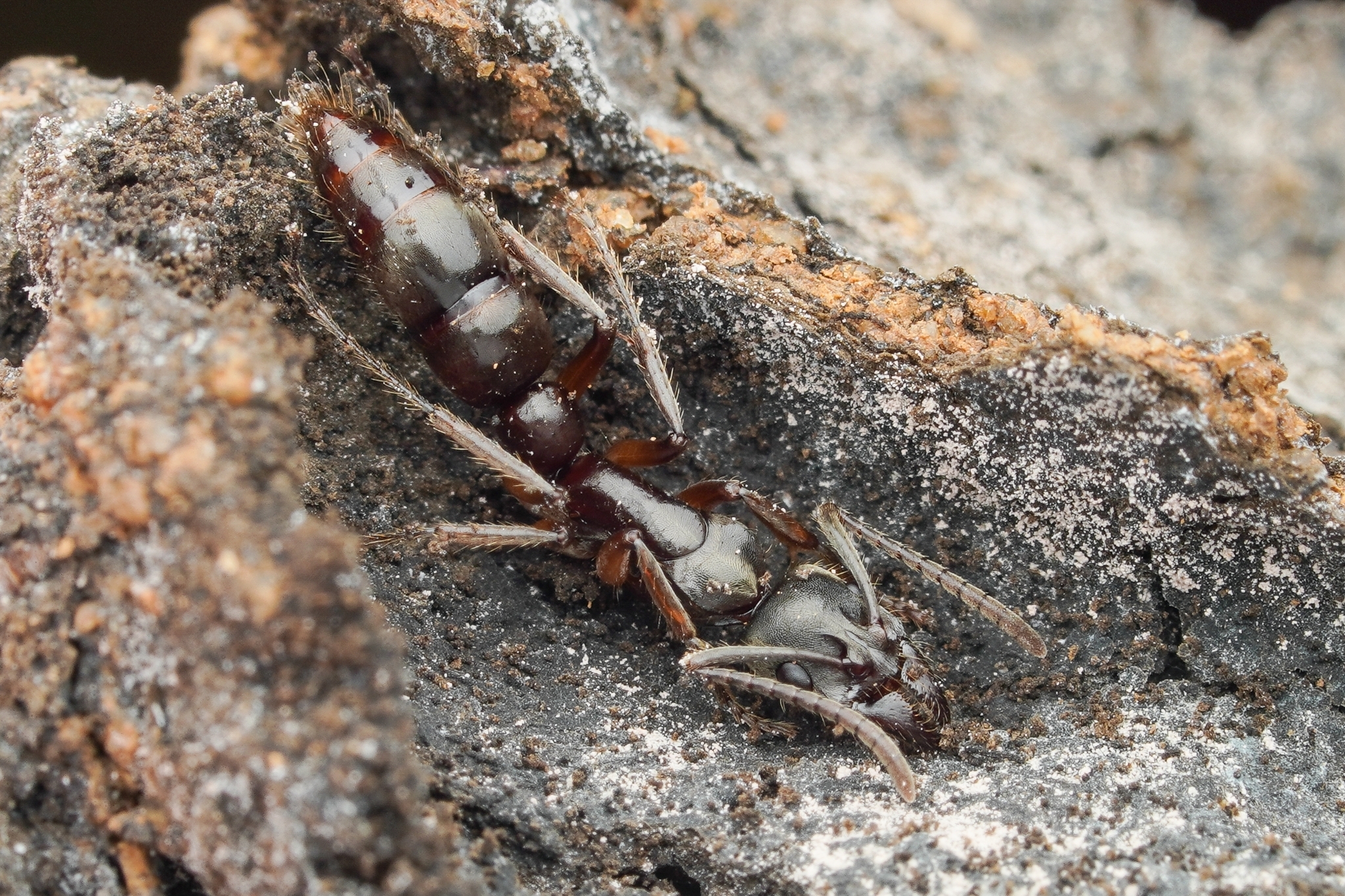 Neoponera globularia