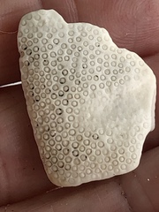 Spatangoida